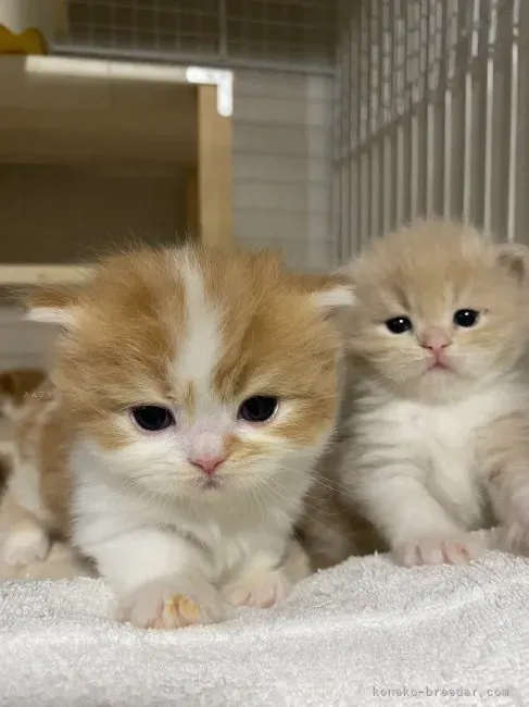 猫 ブリーダー 福山で【最高の家族】に出会う方法！失敗しない選び方ガイド決定版